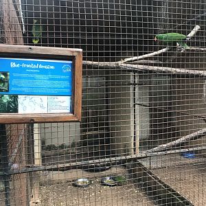 Blue Fronted Amazon/Grand Eclectus Parrot Exhibit