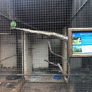 Vinaceous Amazon Exhibit