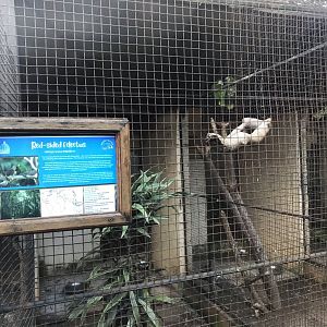 Red-Sided Eclectus Exhibit