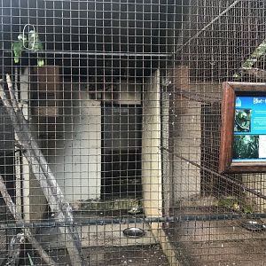 Blue-Fronted Amazon Exhibit