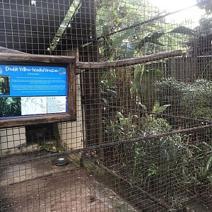 Double Yellow-Headed Amazon Exhibit