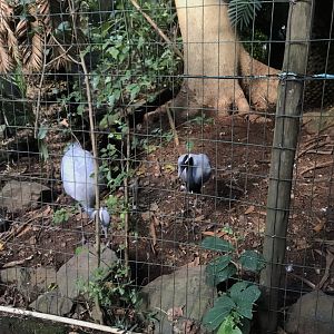 Demoiselle Crane Exhibit