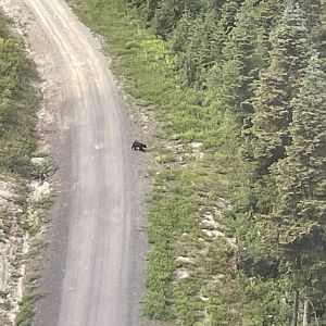 American Black Bear, from gondola