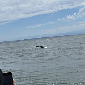 Humpback Whale Fluke