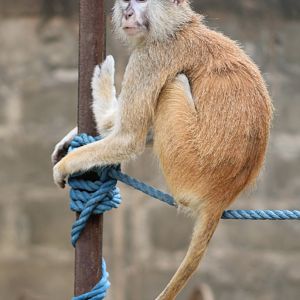 Patas monkey