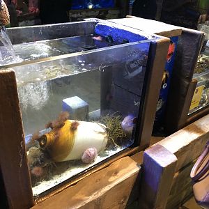 Touch Pools at SEA LIFE Blackpool (2019)