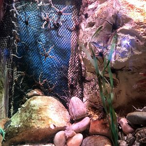 Common Brittlestar (?) Tank at SEA LIFE Blackpool (2019)
