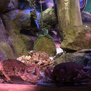Common Spider Crab (?) Tank at SEA LIFE Blackpool (2019)