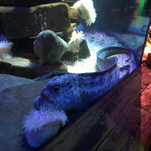 Atlantic Wolffish at SEA LIFE Blackpool (2019)