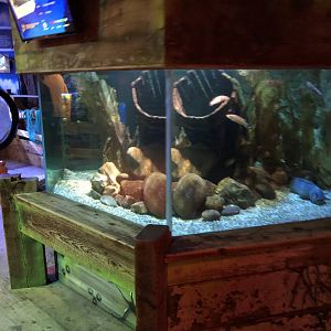 Atlantic Wolffish Tank at SEA LIFE Blackpool (2019)
