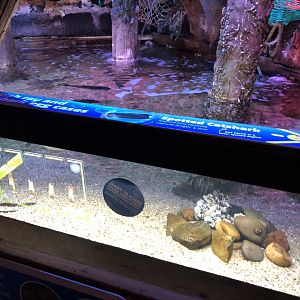British Ray and Shark Nursery at SEA LIFE Blackpool (2019)
