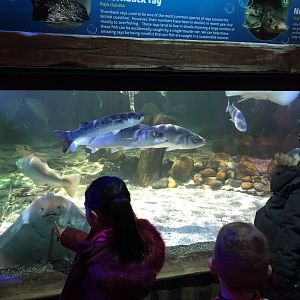 Quayside Tank at SEA LIFE Blackpool