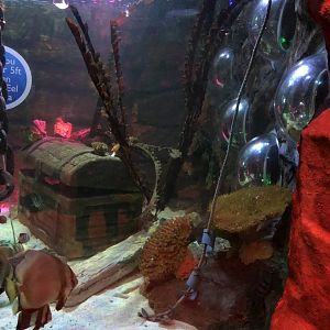 Ray Tank (?) at SEA LIFE Blackpool (2019)