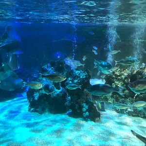 Ray Tank at SEA LIFE Blackpool (2019)