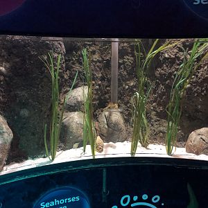 Seahorse Tank at SEA LIFE Blackpool (2019)