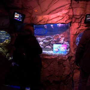 Clownfish Tank at SEA LIFE Blackpool (2019)