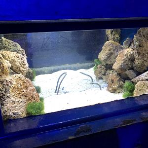 Sand Eel Tank at SEA LIFE Blackpool (2019)