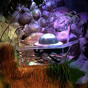 Cichlid Tank with "Fish View" Orb at SEA LIFE Blackpool (2019)