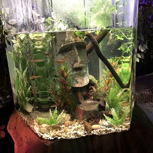 South American Freshwater Fish Tank at SEA LIFE Blackpool (2019)