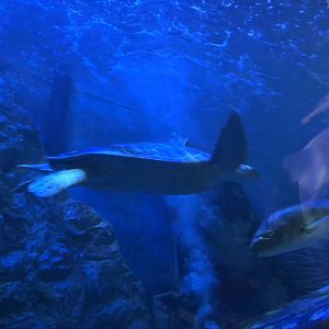 Green Sea Turtle at SEA LIFE Blackpool (2019)