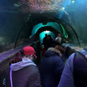 Ocean Tunnel at SEA LIFE Blackpool (2019)