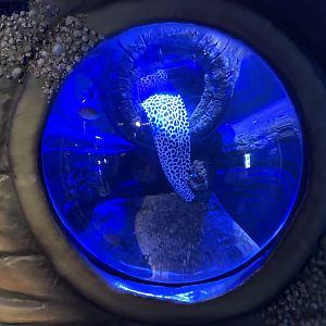 Honeycomb Moray Tank at SEA LIFE Blackpool (2019)