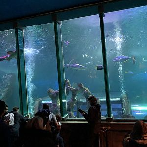 Ocean Tank at SEA LIFE Blackpool (2019)