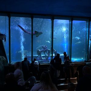 Ocean Tank at SEA LIFE Blackpool (2019)