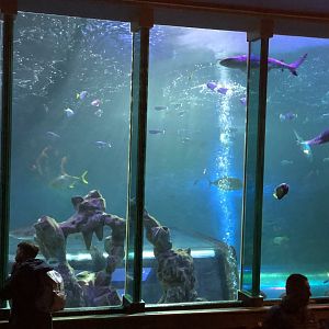 Ocean Tank at SEA LIFE Blackpool (2019)
