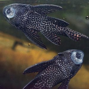 [Climatron] Suckermouth catfish (Hypostomus plecostomus) sucking on aquarium glass