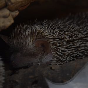 Lesser hedgehog tenrec
