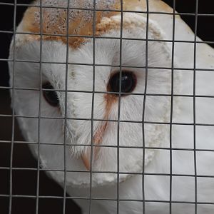 Barn owl