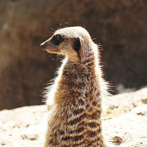 Meerkat (Suricata suricatta), 2009-04-19