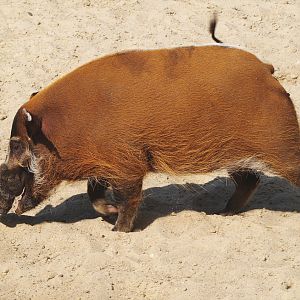 Red River hog (Potamochoerus porcus), 2009-04-19
