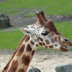 Rothschild's giraffe (Giraffa camelopardalis rothschildi), 2009-04-19