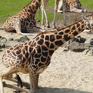 Rothschild's giraffe (Giraffa camelopardalis rothschildi), 2009-04-19