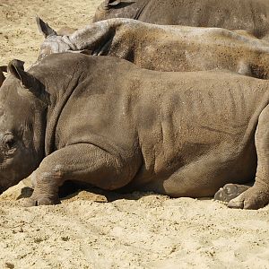 Southern square-lipped rhinoceros or Southern white rhinoceros (Ceratotherium simum simum), 2009-04-19
