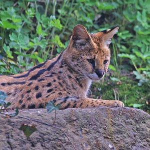 Serval (Leptailurus serval), 2009-04-19