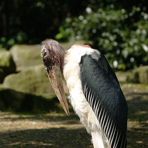 Marabou (Leptoptilos crumenifer), 2009-04-19