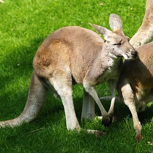 Red kangaroos (Osphranter rufus), 2009-04-19