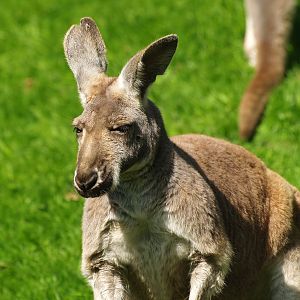Red kangaroo (Osphranter rufus), 2009-04-19
