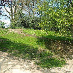 Emu and Red kangaroo exhibit, 2009-04-19