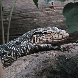 Asian water monitor (Varanus salvator), 2009-04-19