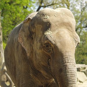 Asian elephant (Elephas maximus), 2009-04-19