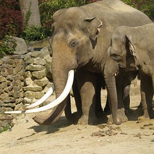 Asian elephant bull Radza and female elephant (Elephas maximus), 2009-04-19