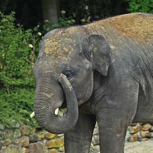 Asian elephant (Elephas maximus), 2009-04-19