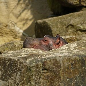 Juvenile Hippopotamus (Hippopotamus amphibius), 2009-04-19