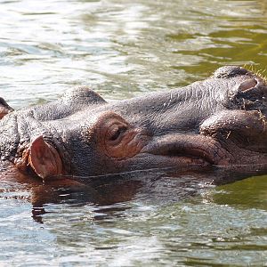 Hippopotamus (Hippopotamus amphibius), 2009-04-19