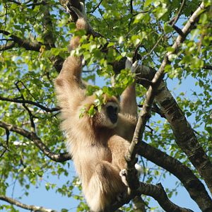 Lar gibbon (Hylobates lar), 2009-04-19