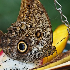 Giant owl butterfly (Caligo memnon), 2009-04-19